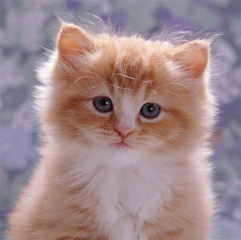 Ginger Kitten Portrait Photo Wp08483