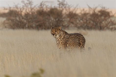 Cheetah In The African Savannah Stock Image Image Of Africa Hunter