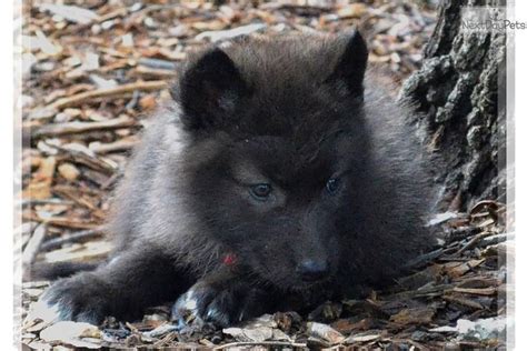 Black Wolf Cubs Exotic And Beautiful Wolf Hybrid Wolf Hybrid Dogs