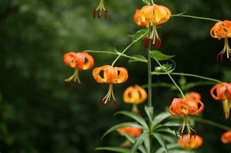 Seeds Lilium Superbum Turks Cap Lily Plant Ggvm