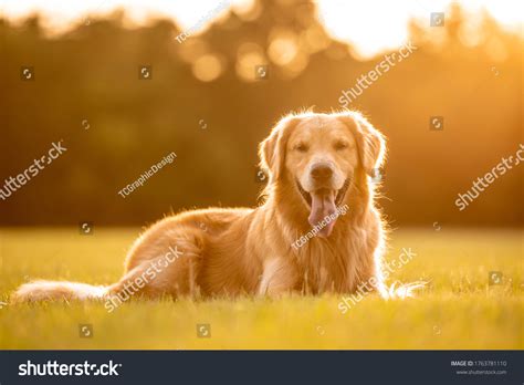 Stunning Adult Golden Retriever Laying Down Stock Photo 1763781110