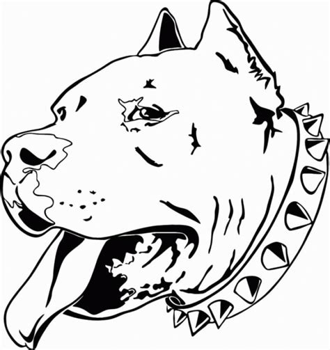 Kolorowanka Głowa psa pitbulla z obrożą do druku i online
