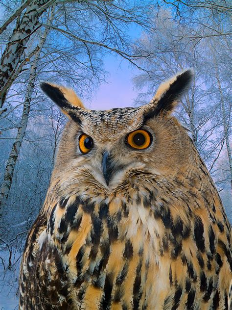 Wild Owl In Winter Forest Photograph By Vladimir Semenoj
