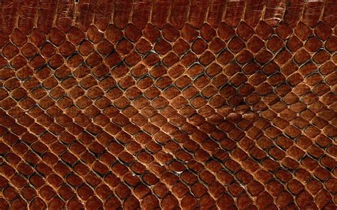 Snake Skin Wallpapers Wallpaper Cave