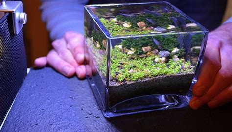 Planted Nano Tank How To Start An Aquascaping Planted Nano Tank