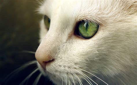Animals Cat Green Eyes Closeup Wallpapers Hd Desktop And Mobile