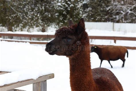 Cute Brown Llama Stock Image Image Of Face Mammal Left 85285347