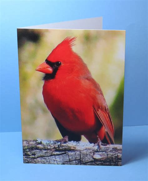 Northern Cardinal Greeting Card Ii Bird Stationery Bird Etsy
