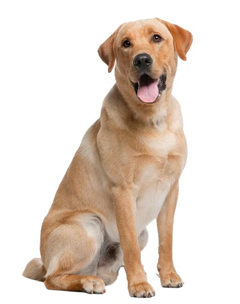 Labrador Retriever Png Pic Png All Png All