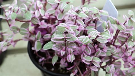 Callisia Repens Pink Panther Plant Care A Step By Step Guide