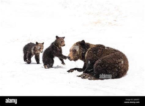 Grizzly Bear And Cubs Stock Photo Alamy