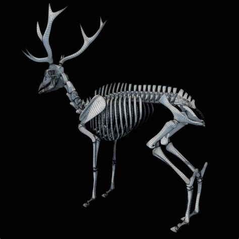 Deer Skeleton 3d Model By 3d Horse