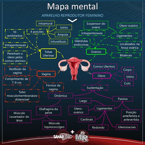 Mapa Mental Sistema Reprodutor Feminino Aparelho Reprodutor Porn Sex