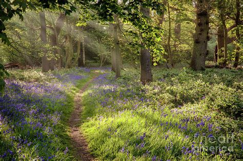 Stunning Bluebell Woodland Path With Magical Light Photograph By Simon