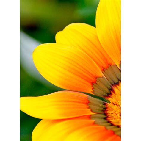 Gravura Para Quadros Floral Amarela Afi12607 60x80 Cm