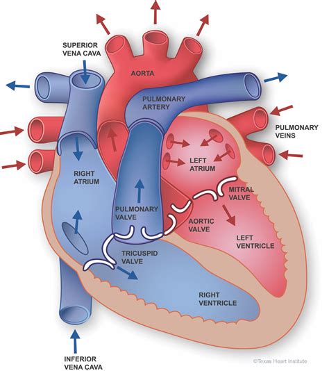 Saúde Cardiovascular Anatomía Del Corazón Instituto Do Corazón De Texas