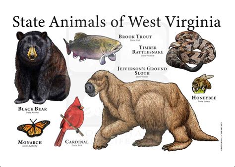 West Virginia State Animals Poster Print Inkart