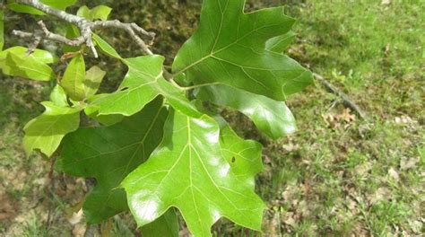 Gardeners Guide To Oak Tree Identification How To Identify An Oak Tree