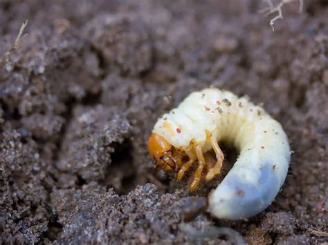 How To Get Rid Of Grubs Natural Ways To Kill Grub Worms American