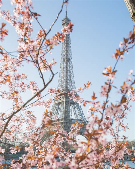 View On Eiffel Tower With Cherry Blossoms In Spring Paris