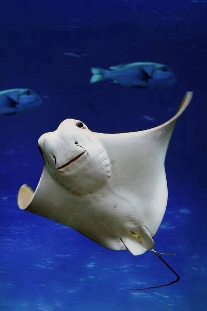Smiling Manta Ray Underwater Creatures Underwater Life Ocean