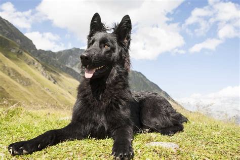 Black German Shepherd All On This Dog With Rare Coat Color