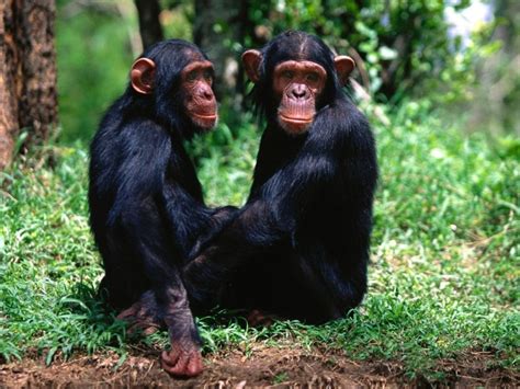 Mono Características Tipos De Monos Qué Comen Dónde Viven