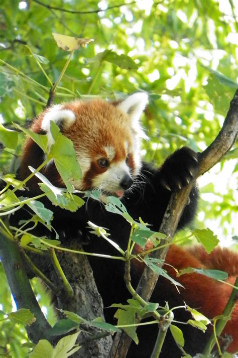 Red Panda Playing In A Tree By Dingodogphotography On Deviantart