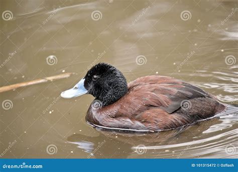 Blue Billed Duck Stock Photo Image Of Duck Brown Black 101315472
