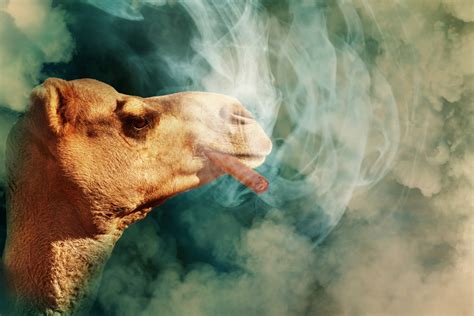 Ingyenes Képek Szivar Füst Füstfelhő Dohányzó Dohány Szimbolikus