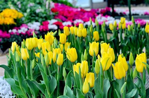 Xem thêm ý tưởng về hoa tulip, hoa, hoa đẹp. Không cần đi Hà Lan vì VƯỜN HOA TULIP đẹp ảo diệu đã có ở ...