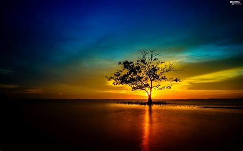 Great Sunsets, trees - Beautiful views wallpapers: 2560x1600