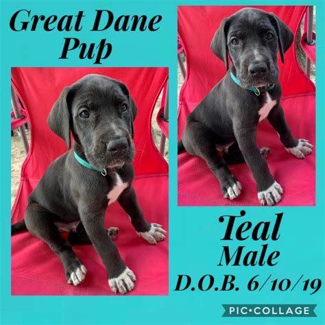 The peach state, or georgia is located in the southeastern us and has many dogs and puppies for sale. Great Dane Puppies For Sale | Crystal River, FL #302830