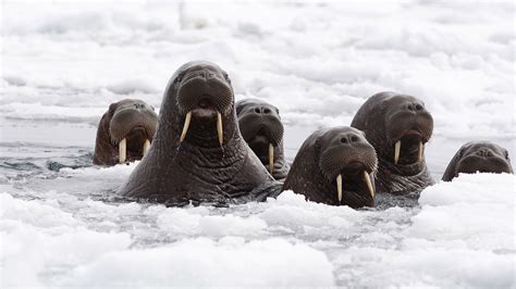35000 Walruses Have Mobbed The Alaskan Coast—because Theres No Sea