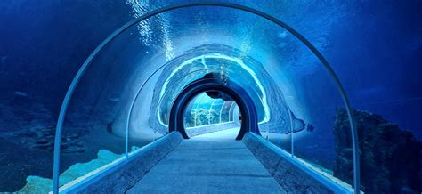 Shark Tunnel Zoochat