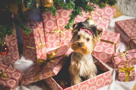 Cute Puppy As A Christmas Present Surprise The Ross Maghan Agency