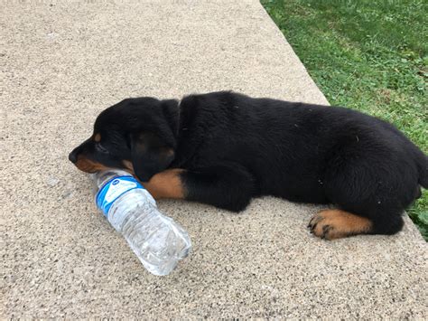 The rottweiler has been part of the family since 1994. Rottweiler Puppies For Sale | Detroit, MI #310127