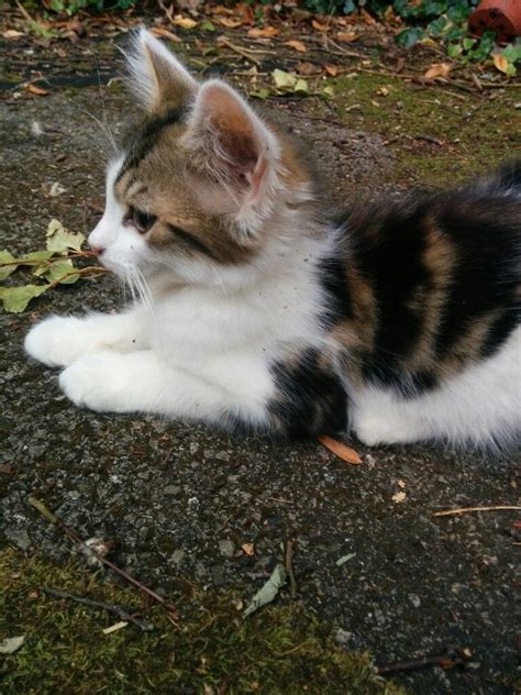 Kittens For Sale Norwegian Forest Cross In Purley London Gumtree