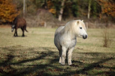 Everything You Need To Know About Miniature Horse