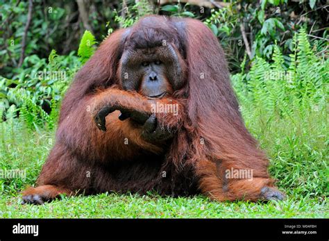 The Adult Male Of The Bornean Orangutan Pongo Pygmaeus Stock Photo Alamy