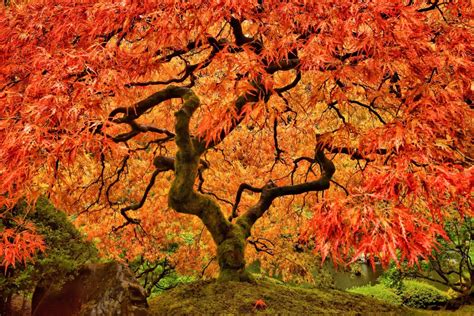 How To Grow And Care For Japanese Maple Trees Horticulture