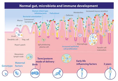 The Infants Gut A Centre Of Immunity Danone Nutricia Research