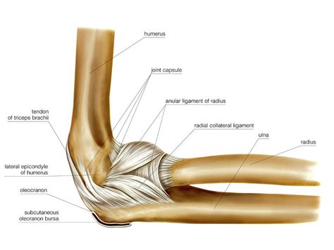 Diagram Of Elbow Joint