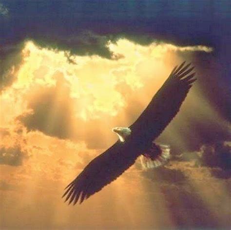 turul madár magyar jelkép Google keresés The Eagles Wings Like