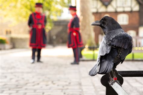 the ravens at the tower of london england