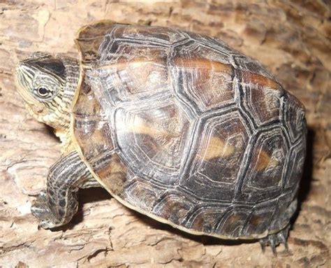 Top 10 Types of Pet Turtles That Stay Small Forever - All ...