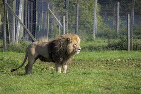 Lion At Longleat Adventure And Safari Park Picniq Blog