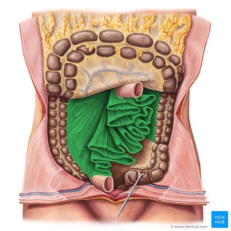 Peritoneum und Peritonealhöhle Anatomie Kenhub