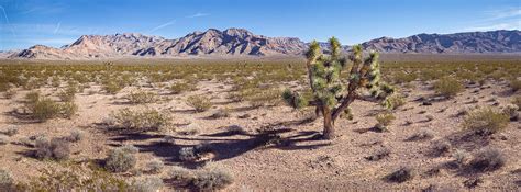 Joshua Tree National Natural Landmark — Traildog Artisans Photography