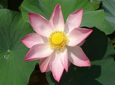 The Lotus Flower Things Guyana